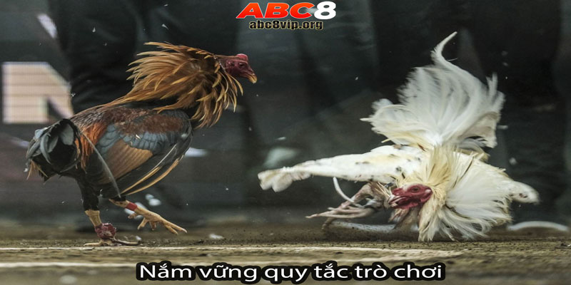 Nắm vững quy tắc trò chơi là kinh nghiệm then chốt ở đá gà trực tuyến